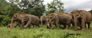 बिलासपुर : मरवाही वन मंडल क्षेत्र में हाथियों की धमक, ग्रामीण दहशत में 