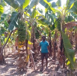 रायपुर : कृषि की नई तकनीक से वनांचल के किसान आमदनी में कर रहे हैं इजाफा