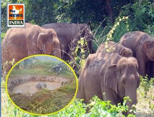कुएं में गिरे तीनों हाथी जंगल में सुरक्षित और स्वस्थ्य