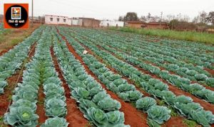  बाड़ी में साग-सब्जी उत्पादित कर महेश्वरी के आर्थिक स्तर में आया बदलाव