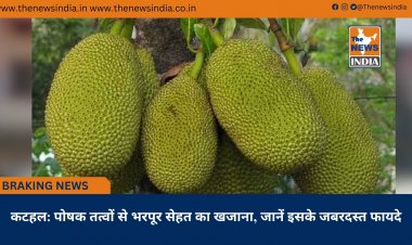 कटहल: पोषक तत्वों से भरपूर सेहत का खजाना, जानें इसके जबरदस्त फायदे