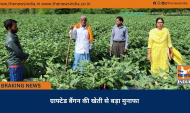 ग्राफ्टेड बैंगन की खेती से बड़ा मुनाफा