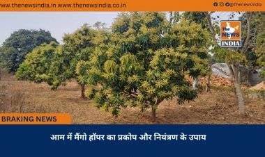 आम में मैंगो हॉपर का प्रकोप और नियंत्रण के उपाय