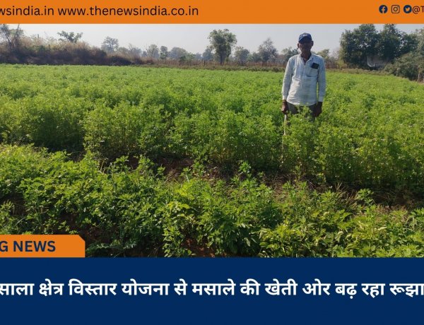 मसाला क्षेत्र विस्तार योजना से मसाले की खेती ओर बढ़ रहा रूझान
