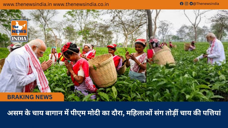 असम के चाय बागान में पीएम मोदी का दौरा, महिलाओं संग तोड़ीं चाय की पत्तियां
