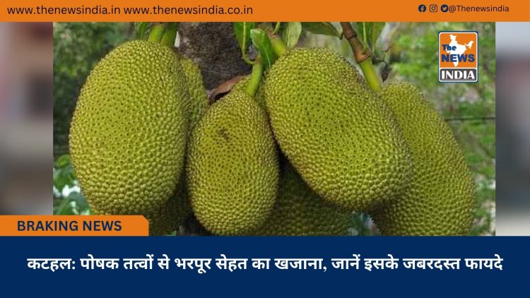 कटहल: पोषक तत्वों से भरपूर सेहत का खजाना, जानें इसके जबरदस्त फायदे