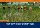 धान के खेतों में अब उपज रही औषधीय समृद्धि
