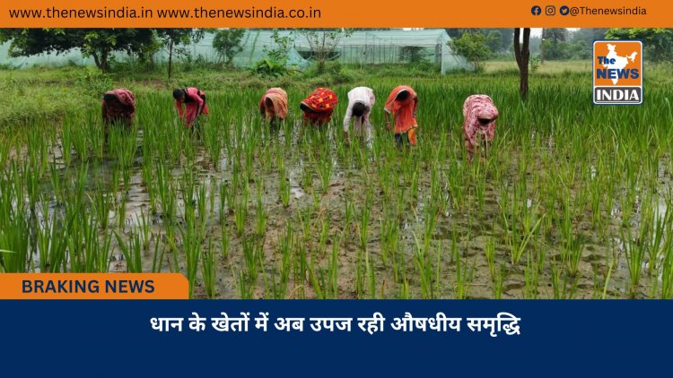 धान के खेतों में अब उपज रही औषधीय समृद्धि