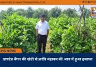 ग्राफ्टेड बैंगन की खेती से क्रांति चंद्राकर की आय में हुआ इजाफा