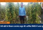 करेले की खेती से किसान ताराचंद ठाकुर की आर्थिक स्थिति में आया सुधार