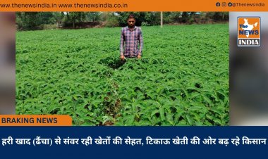 हरी खाद (ढैंचा) से संवर रही खेतों की सेहत, टिकाऊ खेती की ओर बढ़ रहे किसान
