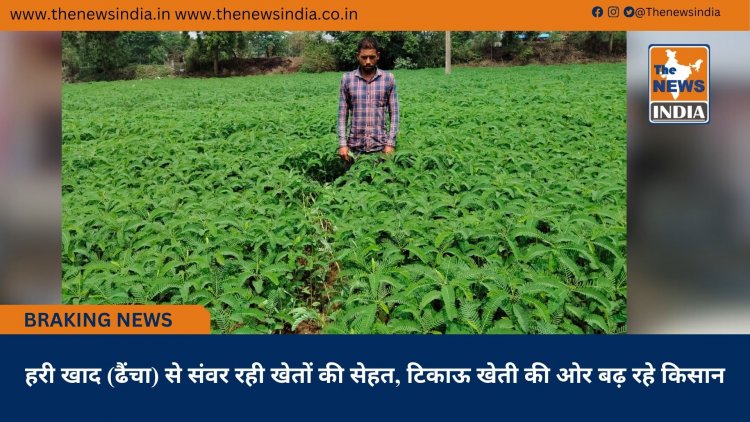 हरी खाद (ढैंचा) से संवर रही खेतों की सेहत, टिकाऊ खेती की ओर बढ़ रहे किसान