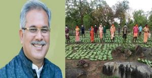 राज्य सरकार ने वनवासियों के हित में लिया अहम् फैसला, छत्तीसगढ़ में समर्थन मूल्य पर अब 31 लघु वनोपजों की होगी खरीदी 
