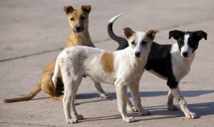  ओडिशा: एक शख्स ने जहर देकर मार डाले 40 से अधिक कुत्ते, केस दर्ज 