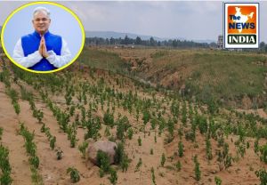मुख्यमंत्री वृक्षारोपण योजना के तहत कोरिया जिले में 21 एकड़ रकबे की बंजर भूमि में छाई हरियाली...